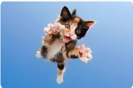 Cat Claws Training